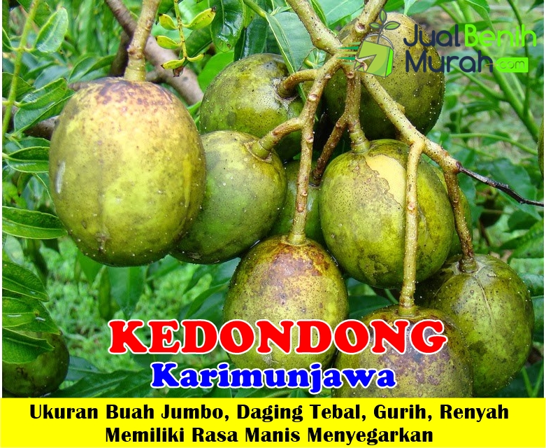 Kedondong Karimunjawa