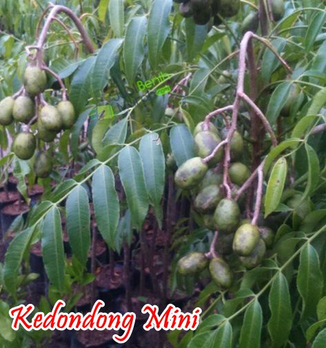 Kedondong mini