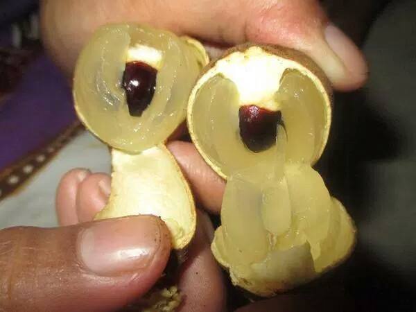 Manfaat buah kelengkeng 2