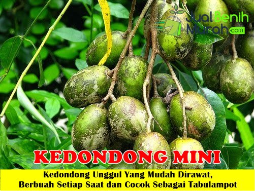 Bibit kedondong mini