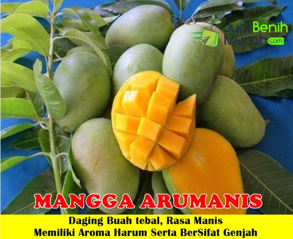 Bibit Mangga Arumanis