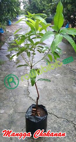 Bibit Mangga Chokanan