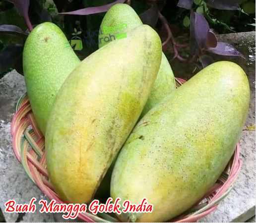 Bibit Mangga Golek India 1