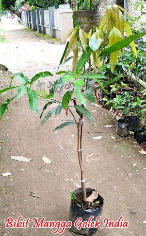 Bibit Mangga Golek India