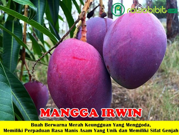 Bibit Mangga Irwin Unggul