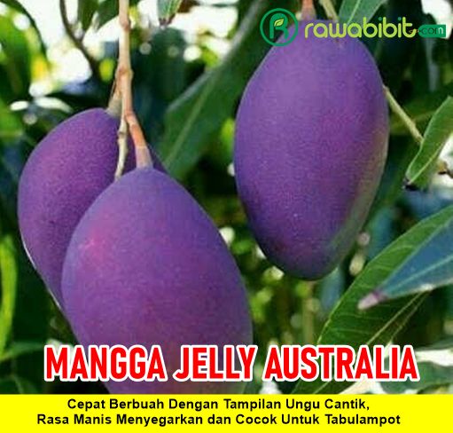 Bibit Mangga Jelly Australia