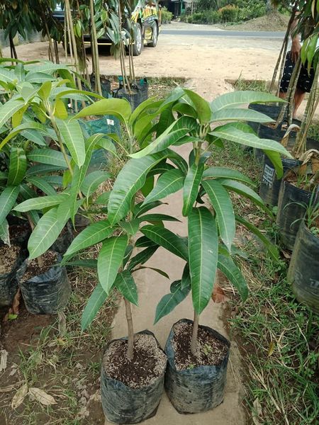 Bibit Mangga Kiojay