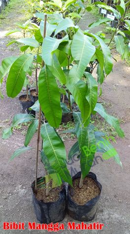 Bibit Mangga Mahatir