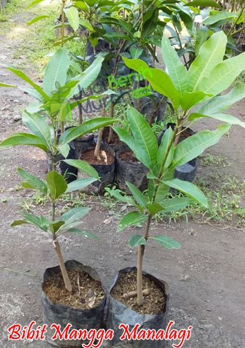Bibit Mangga Manalagi