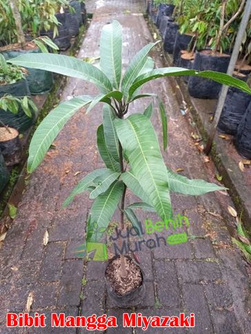 Bibit Mangga Miyazaki 2