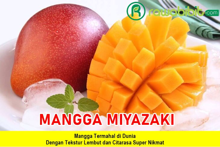 Bibit Mangga Miyazaki Premium
