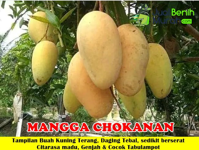 Bibit Mangga chokanan Unggul