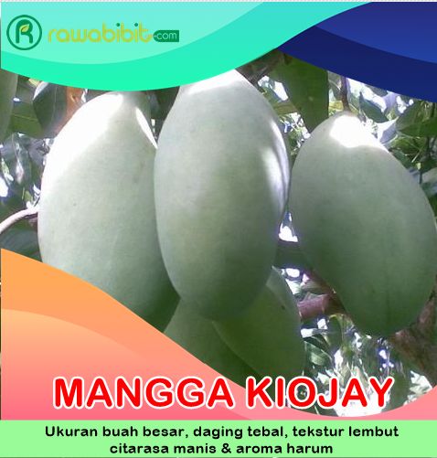Bibit Mangga kiojay Jumbo