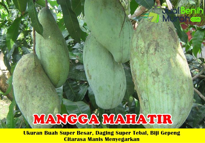 Bibit Mangga mahatir Super
