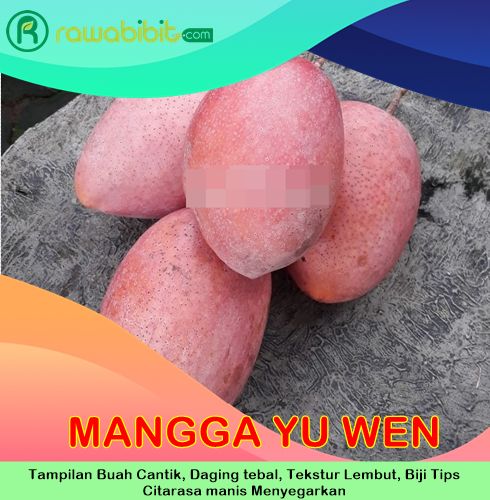 Bibit Mangga Yuwen