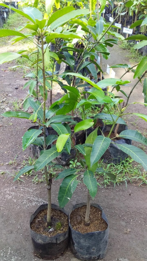 Bibit mangga Alpukat 