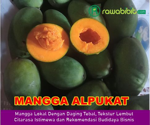 Bibit mangga Alpukat
