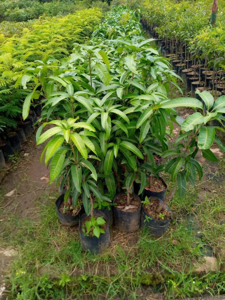 Bibit mangga Arumanis 1