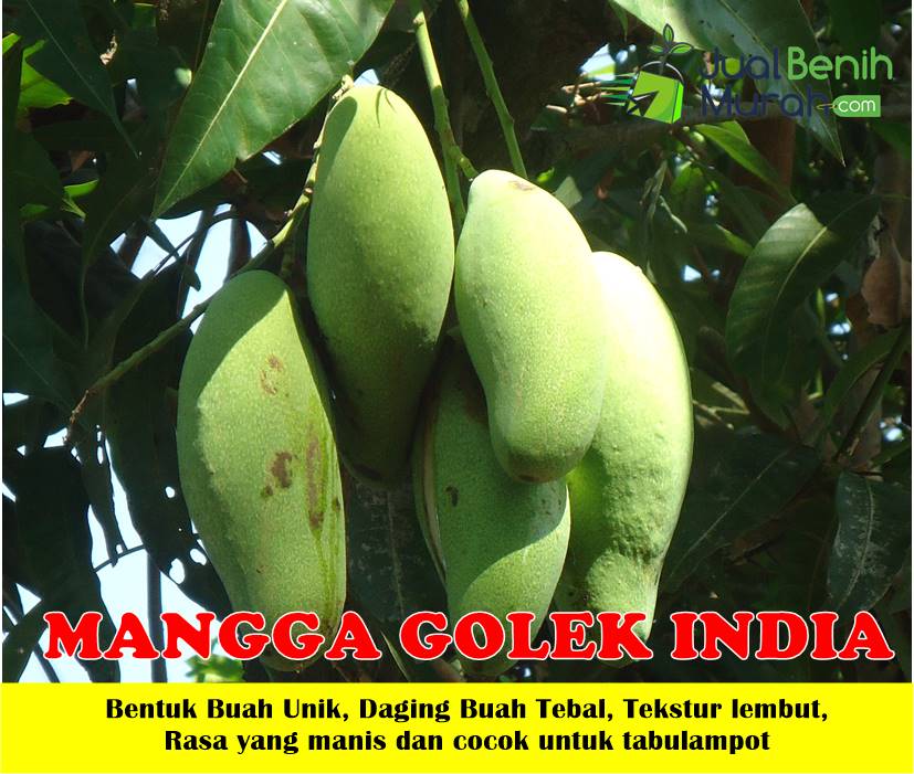 Bibit mangga golek India unggul