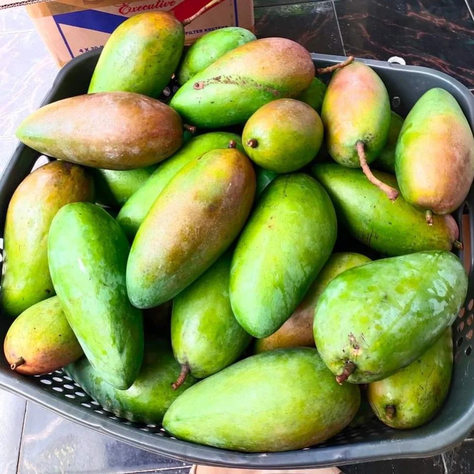 Buah Mangga Kiojay