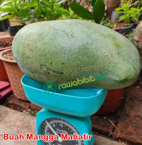 Buah Mangga Mahatir