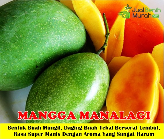 Bibit mangga manalagi