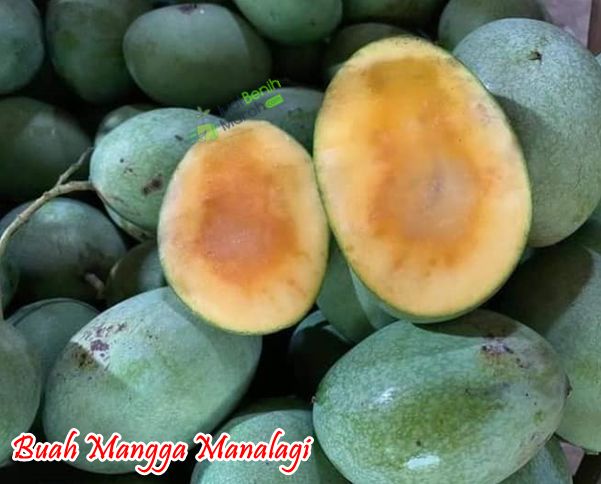 Buah mangga manalagi