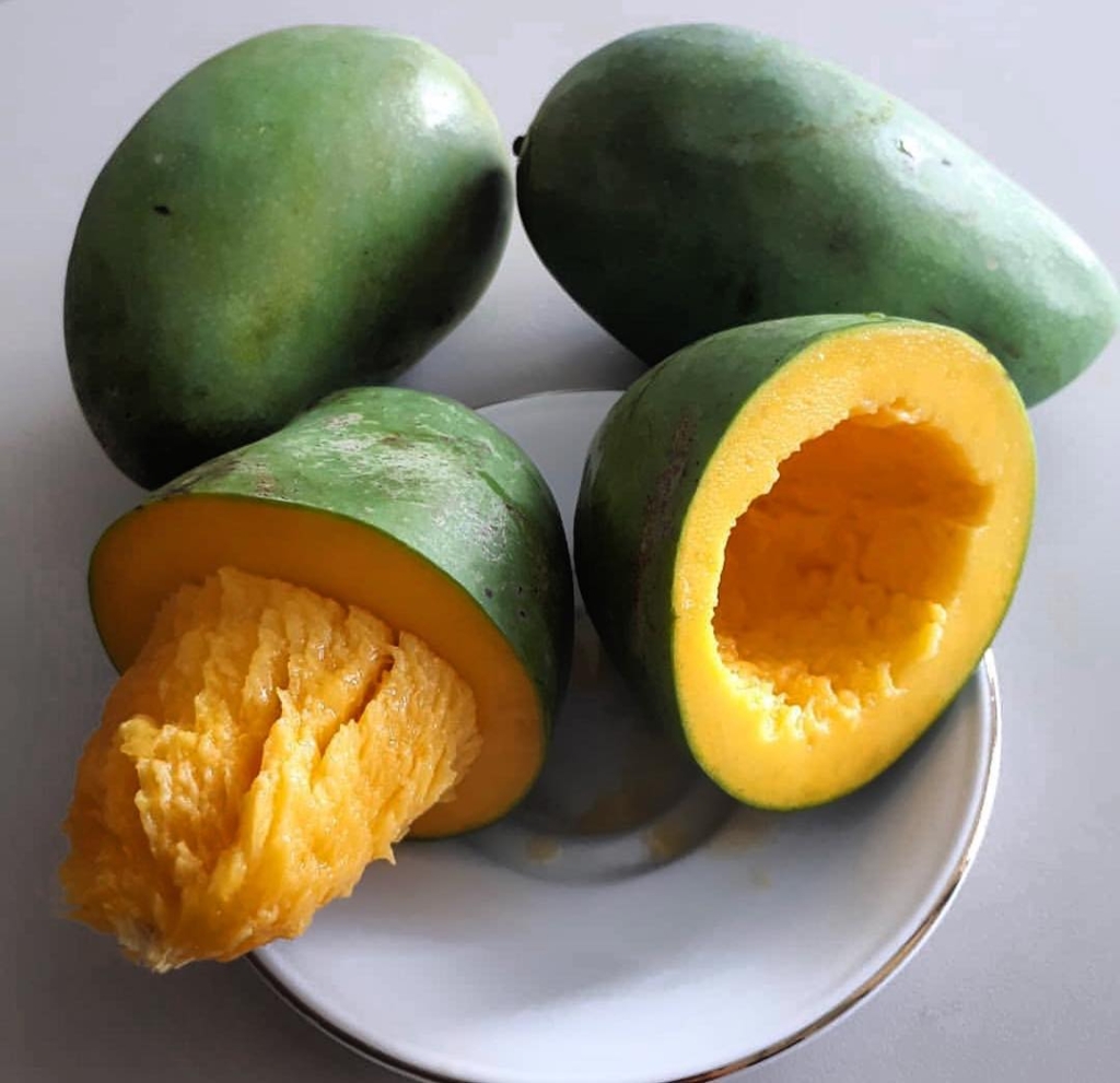 Bibit Mangga Alpukat 