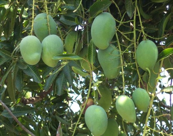 Mangga Arumanis 5