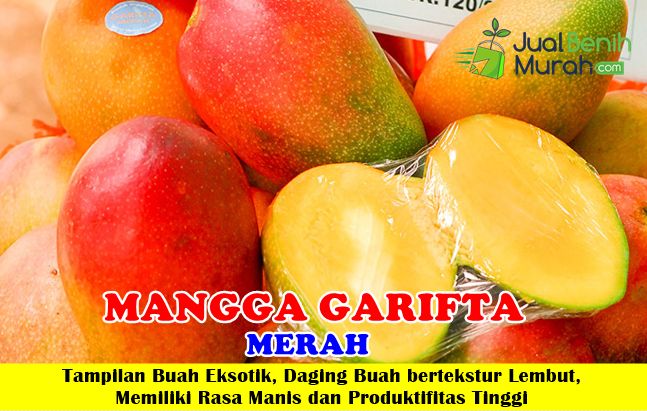 Bibit Mangga Garifta Merah