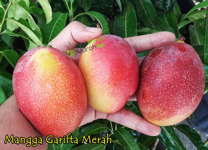 Mangga Garifta Merah
