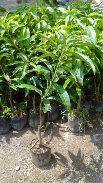 Bibit Mangga Irwin 