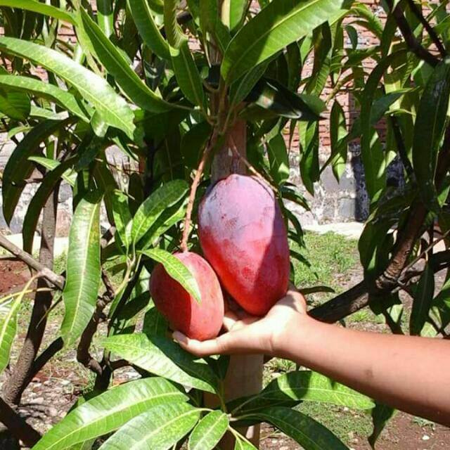 Mangga Irwin 23
