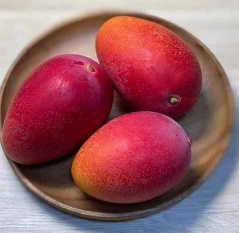 Mangga miyazaki 2
