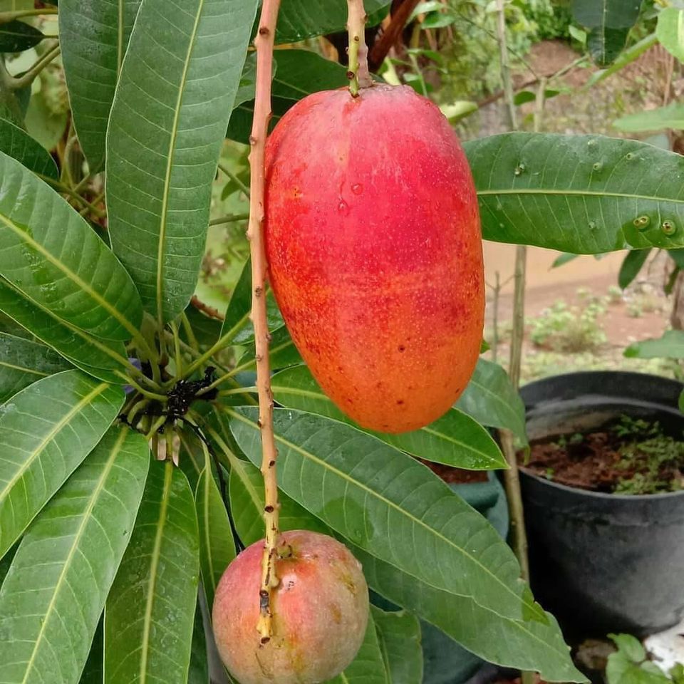 Bibit Mangga Yuwen 