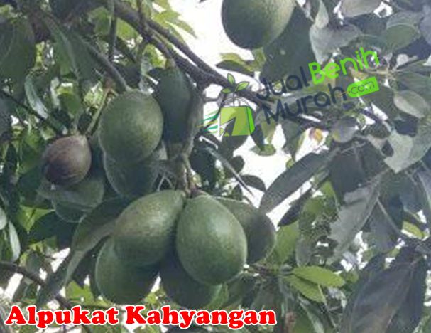 Alpukat Kahyangan