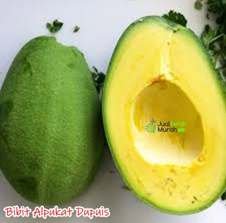 Bibit Alpukat Dupuis 1