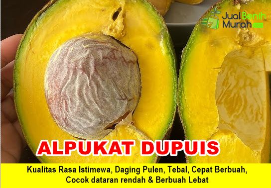 Bibit Alpukat Dupuis