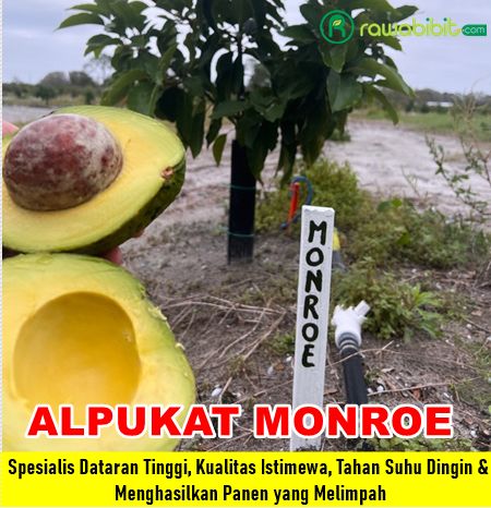 Bibit Alpukat Monroe