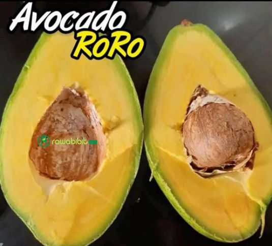 Bibit Alpukat Roro Subaka 1