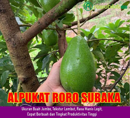 Bibit Alpukat Roro Subaka