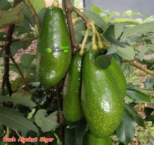 Bibit Alpukat Siger 1