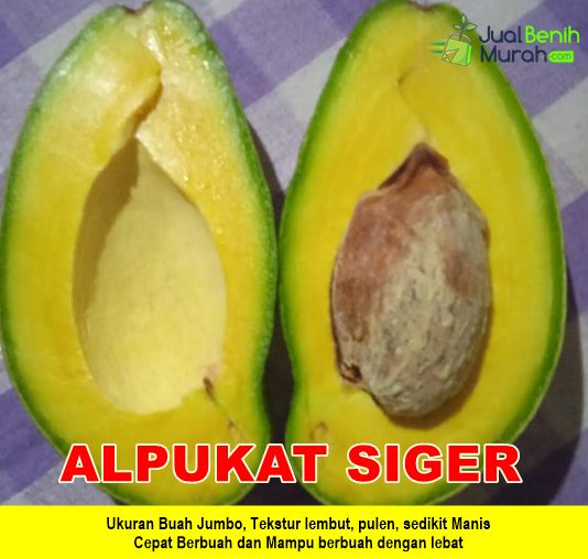 Bibit Alpukat Siger