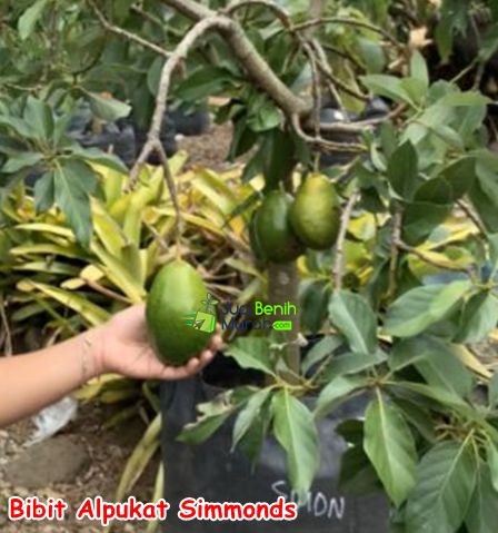 Bibit Alpukat Simmonds 1