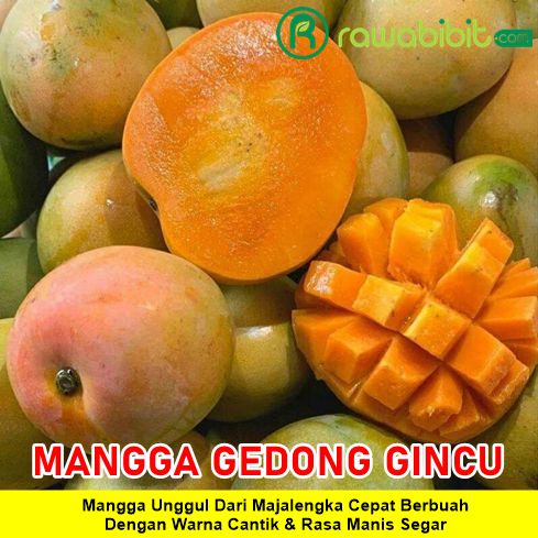 Bibit Mangga Gedong Gincu