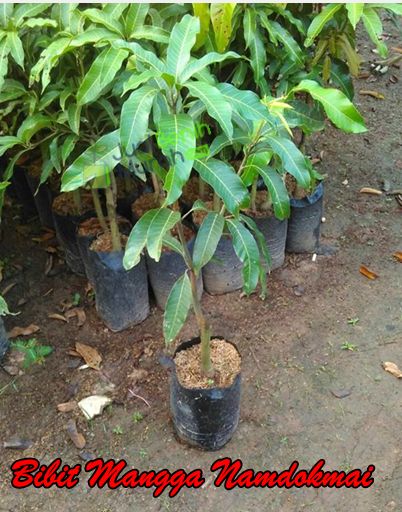 Bibit Mangga Namdokmai