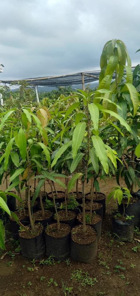 Bibit Mangga Red Ivory 1