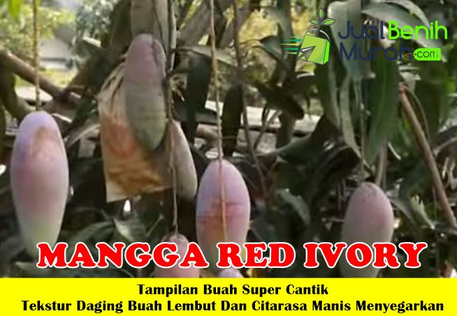 Bibit Mangga Red Ivory