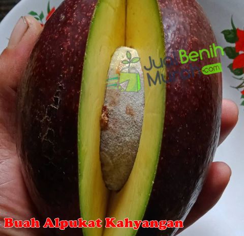 Buah Alpukat Kahyangan