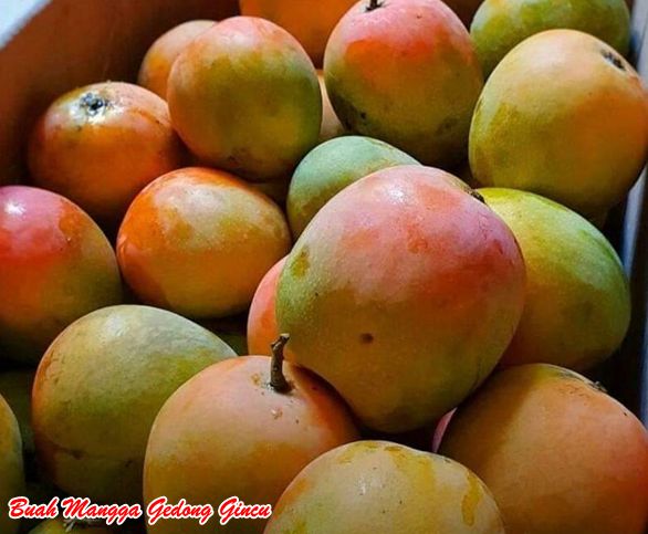 Buah mangga Gedong Gincu